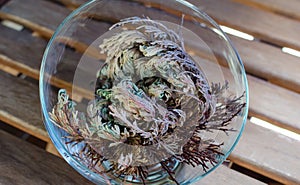 Rose of Jericho Anastatica hierochuntica plant in glass bowl. Its opening moment