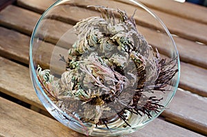 Rose of Jericho Anastatica hierochuntica plant in glass bowl. Its opening moment