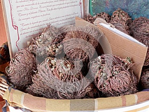 Rose of Jericho plants