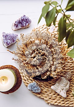 Rose of Jericho, Selaginella lepidophylla also called Resurrection Plant in home inside water bowl.