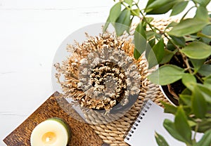 Rose of Jericho, Selaginella lepidophylla also called Resurrection Plant in home inside water bowl.