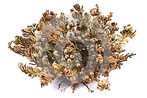 Rose of Jericho Selaginella lepidophylla, other common names include Jericho rose, resurrection moss, dinosaur plant