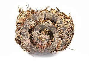 Rose of Jericho Selaginella lepidophylla, other common names include Jericho rose, resurrection moss, dinosaur plant