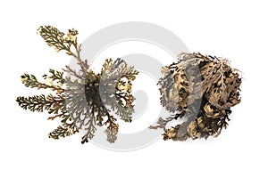 Rose of Jericho in studio