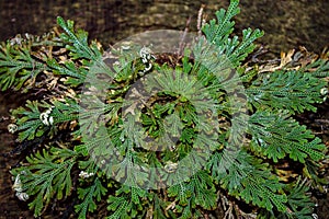 Rose of Jericho on a tree trunk