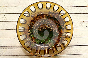 Rose of Jericho in water on white boards