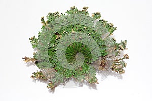 Rose of Jericho on a white background