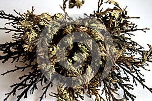 Rose of jericho on a white background
