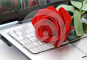 Rose on the keyboard