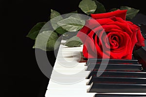 Rose on keyboard of the piano on black background