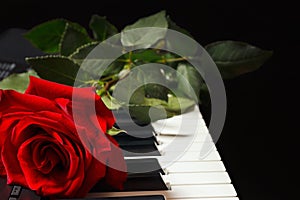 Rose on the keys of the piano on black background