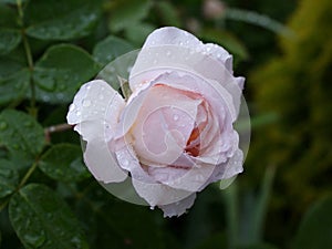 Rose `The Lady Gardener` in the garden. Beautiful pink flowers