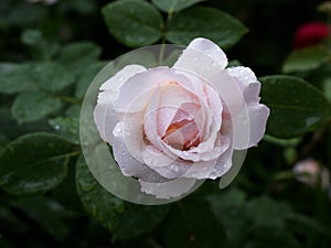 Rose `The Lady Gardener` in the garden. Beautiful pink flowers