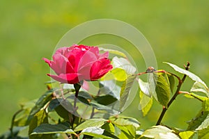 Rose and ladybug