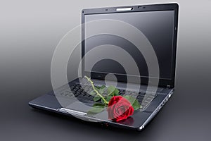 Rose on laptop