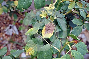 Rose leaf disease symptom from fungi