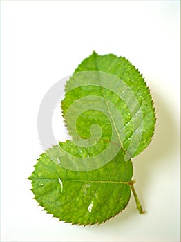 Rose leaf isolated on white background ,nature green leave ,macro image