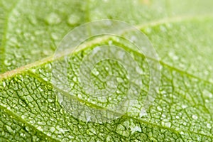 Rose leaf macro