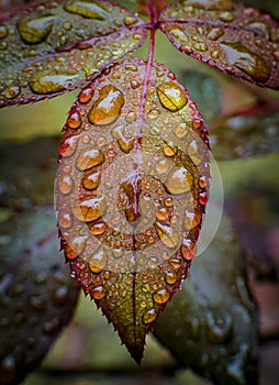 Rose Leaf Rain Drops