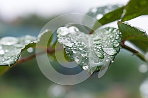 Rose leaf rain drops