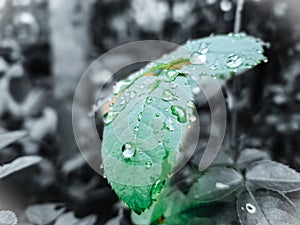 Rose Leaf In Watter Drops
