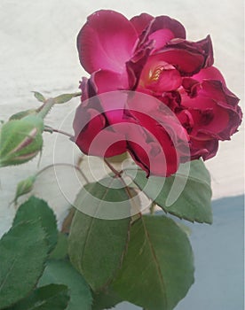 Rose and leafs nature flower