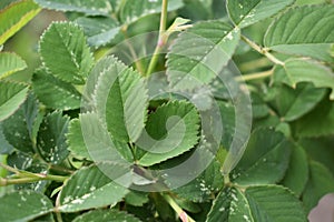 Rose Leaves