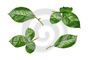 Rose Leaves