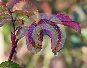 Rose leaves