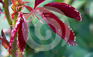 Rose leaves with dew drops