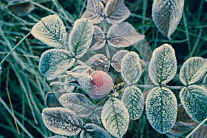 Rose leaves and hips covered with hoarfrost macro