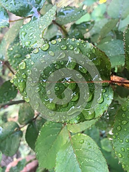 Rose leaves in the rain drops