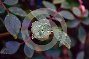 Rose leaves after rain with drops of moisture