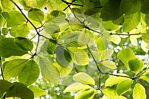 Rose leaves-Rosa chinensis Jacq.