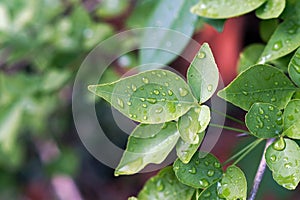 Rose leaves with water droplets photo