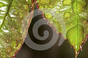 Rose leaves with water droplets.