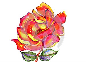 Rose and Leaves Watercolor