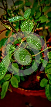 Rose leaves waterdrop plant rainy