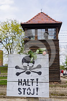 Rose left to commemorate the victims from Auschwitz