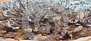 The Rose from life of Jericho.