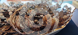 The Rose from life of Jericho.