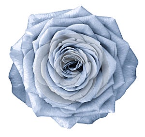 Rose light blue flower on white isolated background with clipping path. no shadows. Closeup.
