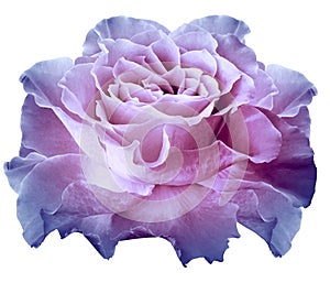 Rose light blue-pink flower on white isolated background with clipping path. Closeup.  For design.
