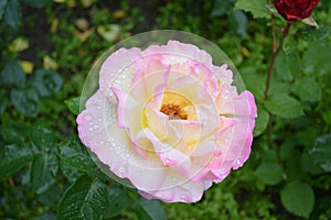 Rose light dew on a flower
