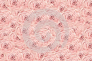 Rose light pink background