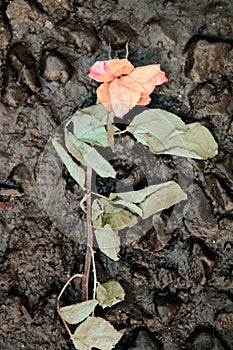 rose of lost love trampled on road