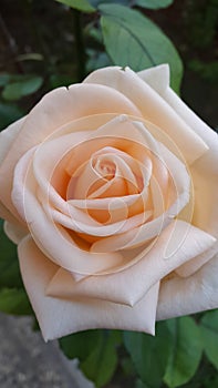 Rose of love