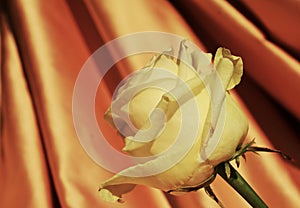 Rose. Luxury and romantic image in vintage hues