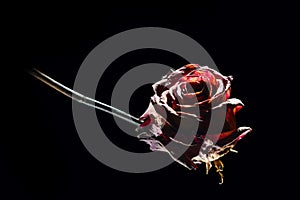 Rose lying on black illuminated
