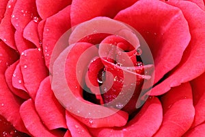 Rose macro